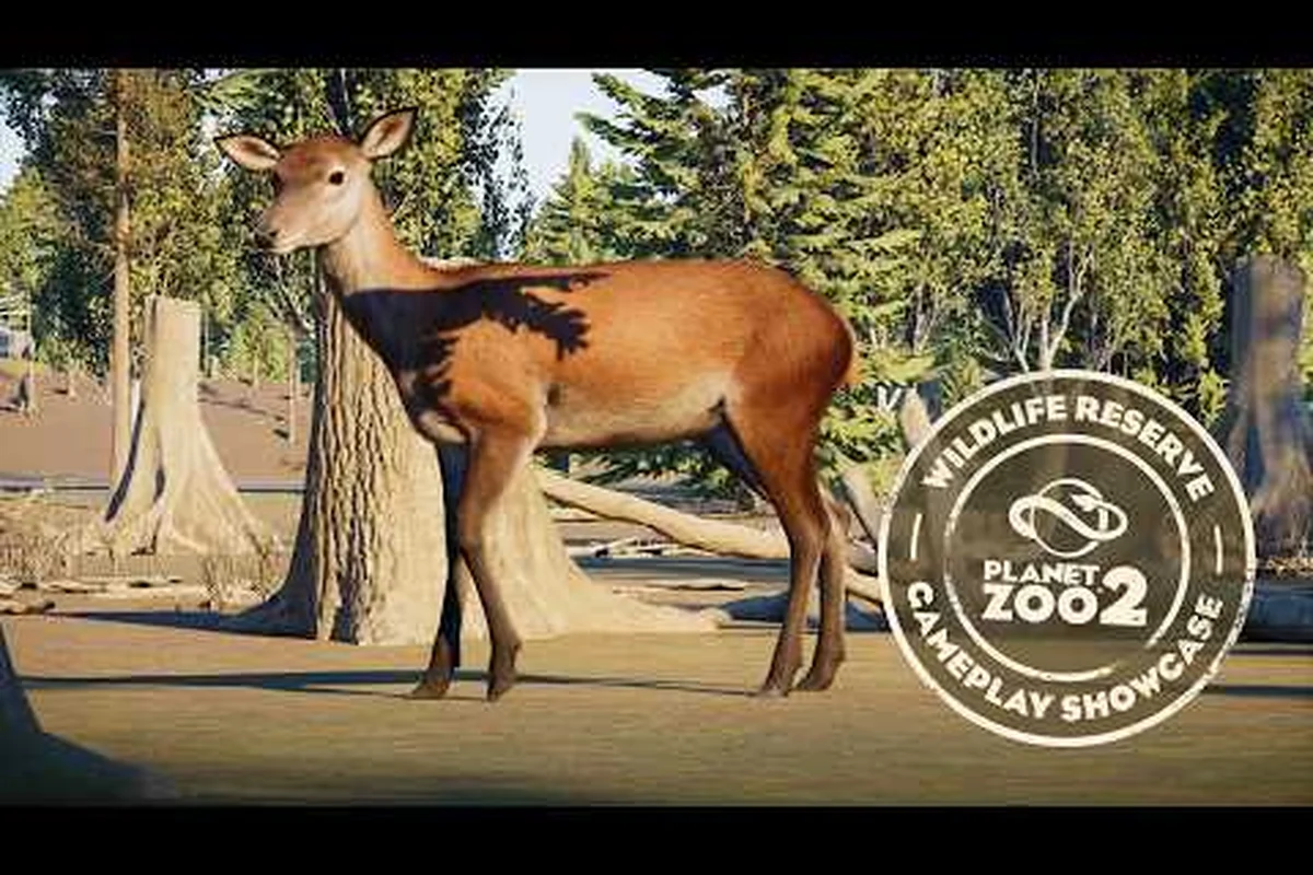Planet Zoo 2 Wildtierreservat-Verwaltung: Tipps zur Auswilderung & Biodiversität